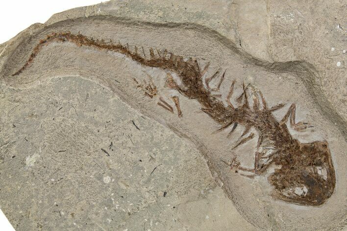 Fossil Salamander (Chelotriton) - Gračanica, Bosnia #301890